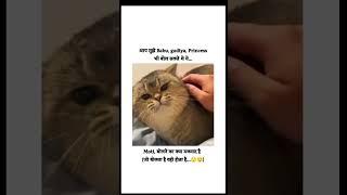 #like#catvideos #shortvideo #funny #subscribenow