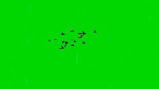Bird Flying Green Screen Video