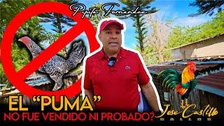 RECORRIDO POR LA GALLERIA DE PIPITO FERNÁNDEZ: IMPACTANTE DECLARACIONES SOBRE EL GALLO 'EL PUMA'