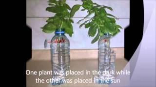 Effect of light on plant growth