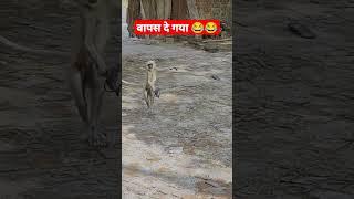 Funny monkey video || Discovery channel | discovery | #shorts #monkey #animals