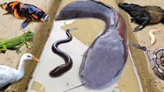 Amazing! Catch big catfish in the hole there are ornamental fish, koi fish, eels, gourami, turtles