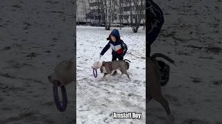 Амстафф Бой с другом #amstaff #dog #амстафф #дети