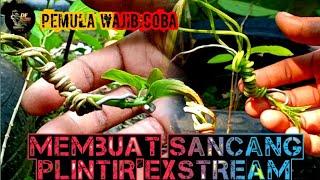 MEMBUAT SANCANG MELIUK EXTREAM PEMULA WAJIB COBA‼️PREMNA MIKROPYLLA #bonsai #sancang #ppbi