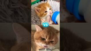 minum susu pakai botol vs sendok #kucinglucu #shorts #kucingimut #cutecat #kitten #cutecats