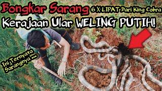 BONGKAR SARANG KERAJAAN ULAR WELING PUTIH YANG DITAKUTI PETANI! BERSARANG DISAWAH WARGA! #weling