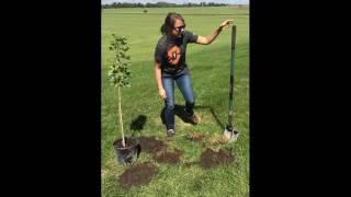 Tree tutorial: How to plant a Maple Tree