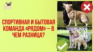 А вы знали разницу между спортивной и бытовой командой "Рядом? Советы и рекомендации кинолога