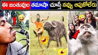 Most Funny Animals Videos | Animals Comedy |జంతువులు చేసే కామెడి చూడండి | Bright Telugu