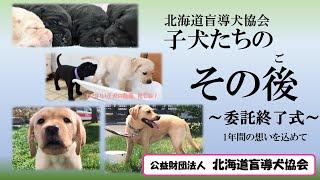 北海道盲導犬協会　子犬たちのその後～委託終了式～