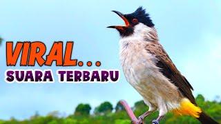 VIRAL...! The sound of the Gacor Kutilang Bird, Full of Latest Fillings, Most Suitable for Masteran