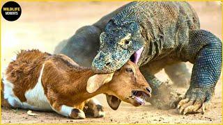 45 Insane Moments Komodo Dragon Attacks And Swallows All Prey In Sight