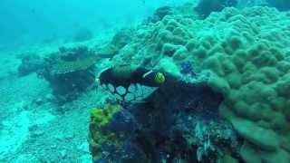 Dive in Sipadan(Seaventures dive rig, Nov, 2015)