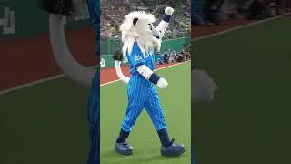 World Record 31 BackFlips in 30 Seconds Seibu Lions Mascot #japan #seibulions #worldrecord #baseball