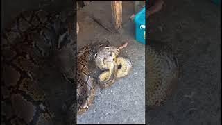 Snake eating chicken