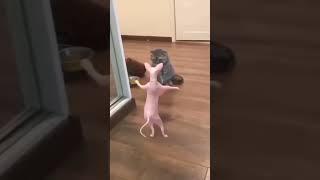 Watch this talented cat dance #cat #catdance #shorts #trending