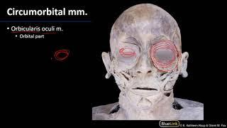 Face - Muscles