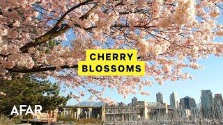 The Top 5 Places To See Cherry Blossoms