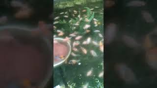 Making things beautiful  feeding GOLDFISH #shorts #trending #foryou