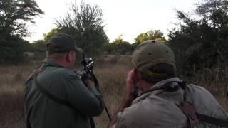 ОХОТА В АФРИКЕ, антилопа куду, (Hunting in Africa)