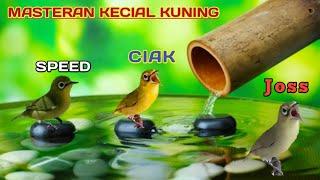 Masteran kecial kuning | suara masteran Kecial kuning 2021