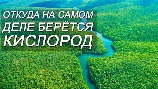 ОТКУДА НА САМОМ ДЕЛЕ БЕРЕТСЯ КИСЛОРОД