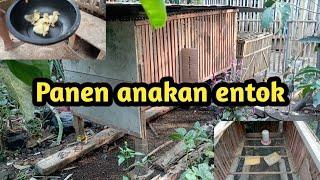 panen anakan entok ternyata||yuk coba liat.......