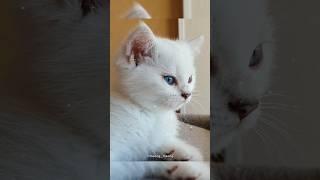 anak kucing meong-meong | kucing imut comel #shorts #yearofyou #kitten #catvideos #viral #kucinglucu