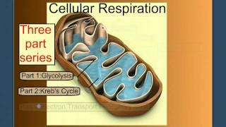 Cellular Respiration Part 1: Introduction & Glycolysis