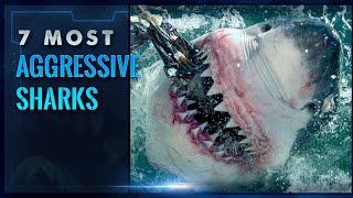 The 7 Most Aggressive Sharks in the World - Terrifying!