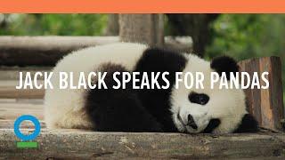 Jack Black Speaks for Pandas - Conservation International (CI)