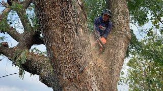 GREAT ‼️ Cut down a large three-pronged tree.