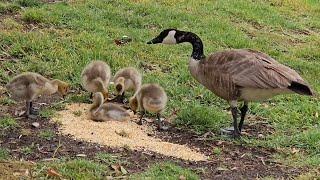 Feeding Canadian Geese and Ducks Cracked Corn