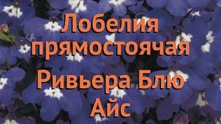 Лобелия прямостоячая Блю Айс  лобелия Блю Айс обзор: как сажать семена лобелии Блю Айс