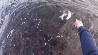 End of Season RI Striped Bass Fishing from The Shoreline