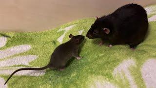 Крысята и взрослые крысы едят фруктовое пюре. #animal #животные #rat #крысы #крысята