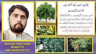 bakain darakht kay istimal fawaid aor nuqsan | melia azedarach tree uses benefits and sideeffects |