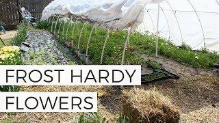 Growing FROST TOLERANT Flowers: Planting Hardy Annual Flowers for Spring Cut Flower Garden