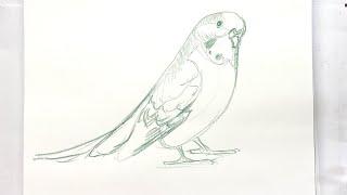How to draw a parakeet or budgie