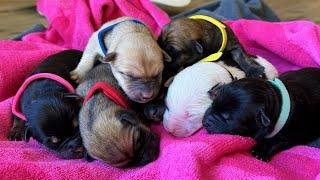 Day Old Puppies!