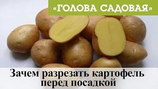 Голова садовая - Зачем разрезать картофель перед посадкой