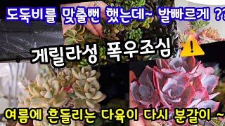 베란다 다육이 또 비 맞을뻔 했어요 ~덮개 열어주고 뒤돌아서면 폭우가 ~  여름에 흔들리는 다육이 다시 분갈이 해주기~