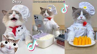 That Little Puff | Cats Make Food  | Kitty God & Others | TikTok 2024 #22