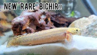 Unveiling Some of The Rarest Bichirs/ Polypterus Available‼️