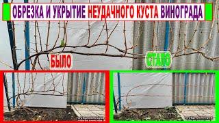  У куста винограда 5 лет 2 рукава! Как формировать, как обрезать и как укрывать на зиму? Шпалера!