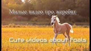 Милые видео про жеребят/Cute videos about foals