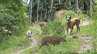 BERBURU BABI BEBERAPA DAERAH ‼️ SIAPA SANGKA SENEKAT ITU PEMBURU NGEJAR BABI HUTAN