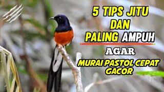 5 Tips Murai Pastol Agar Cepat Gacor, Cara Merawat Murai Pastol Agar Cepat Gacor #Tipsdfm