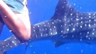 Whaleshark eats human!