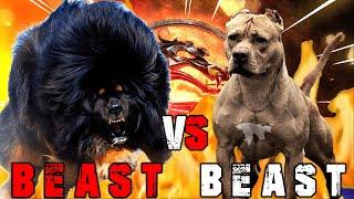 Tibetan Mastiff vs American Pitbull Terrier | Pitbull vs Tibetan Mastiff | Guard Dog | Billa Boyka |